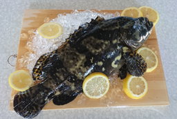 Black Spotted Grouper