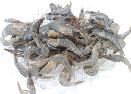 Prawn