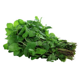 Mint / Pudina
