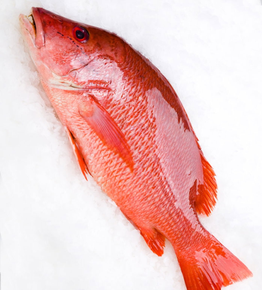 Red Snapper