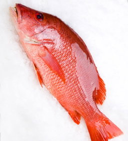 Red Snapper
