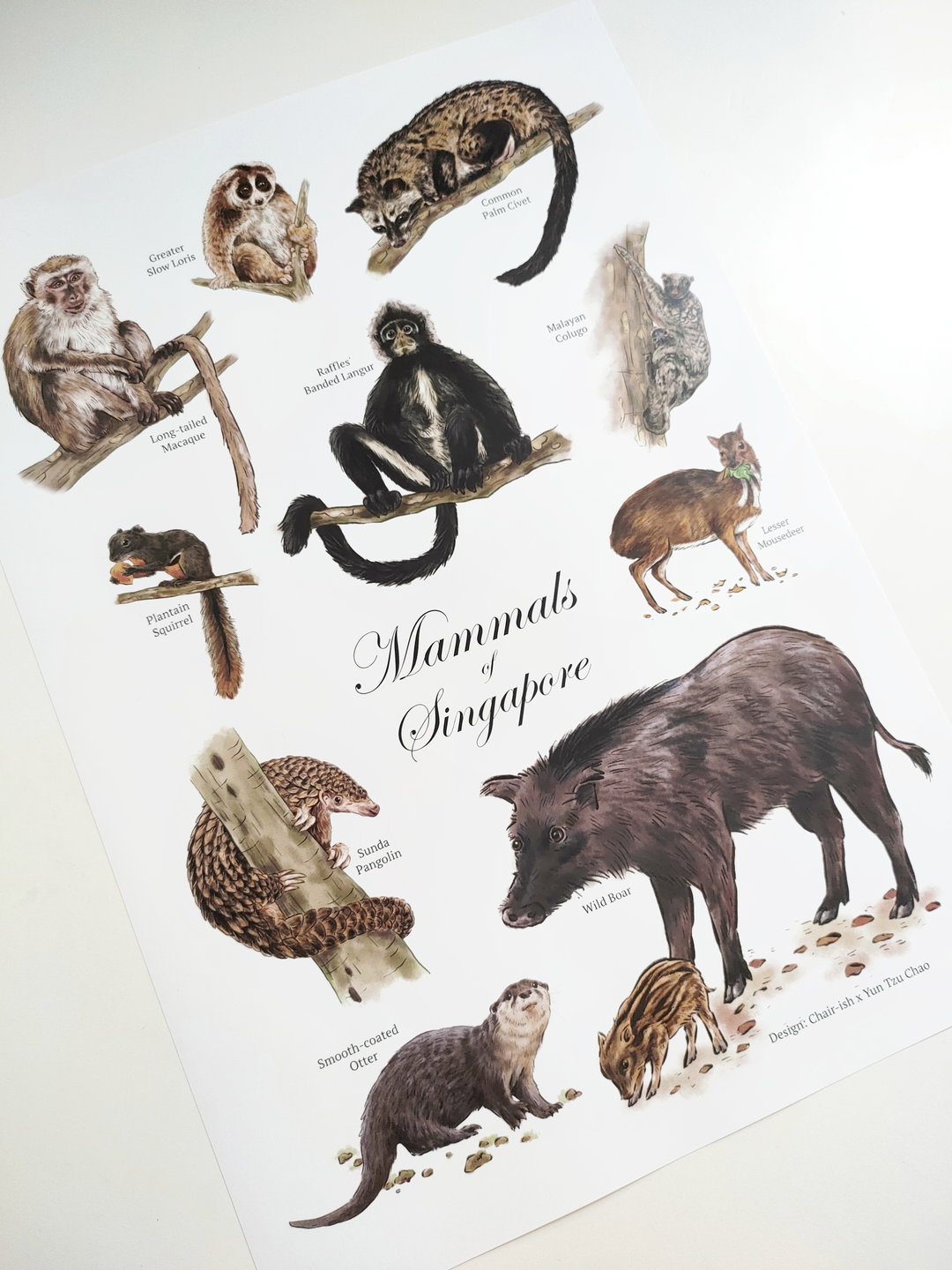 Mammals of Singapore A3 Poster, Simple design