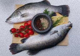 Fish
