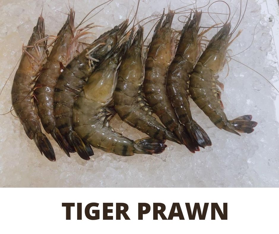TIGER PRAWN 