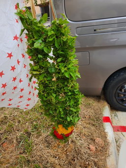 Tulasi garland 