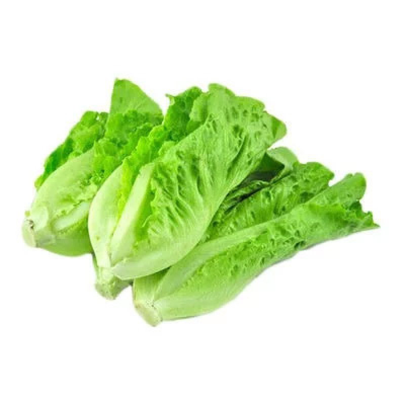 Salad（生菜）