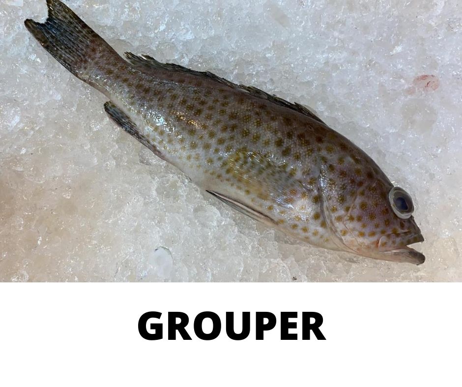 GROUPER