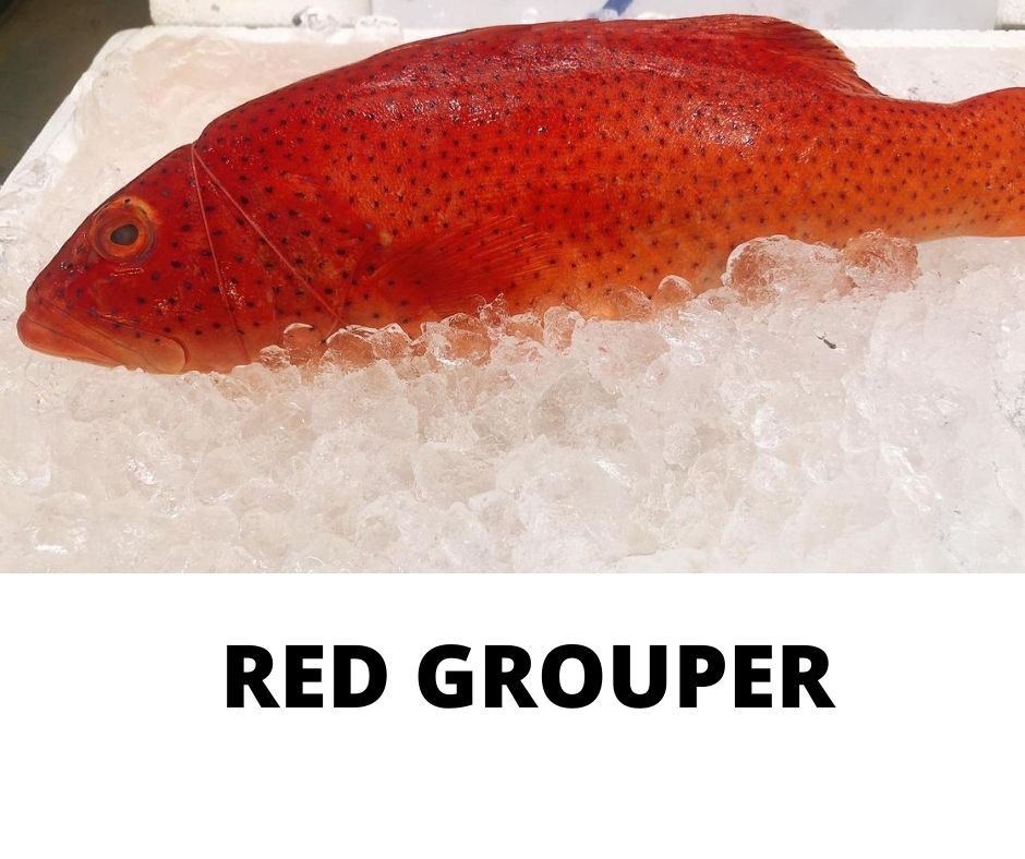 RED GROUPER_0