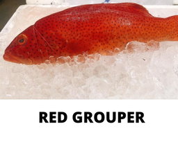 RED GROUPER
