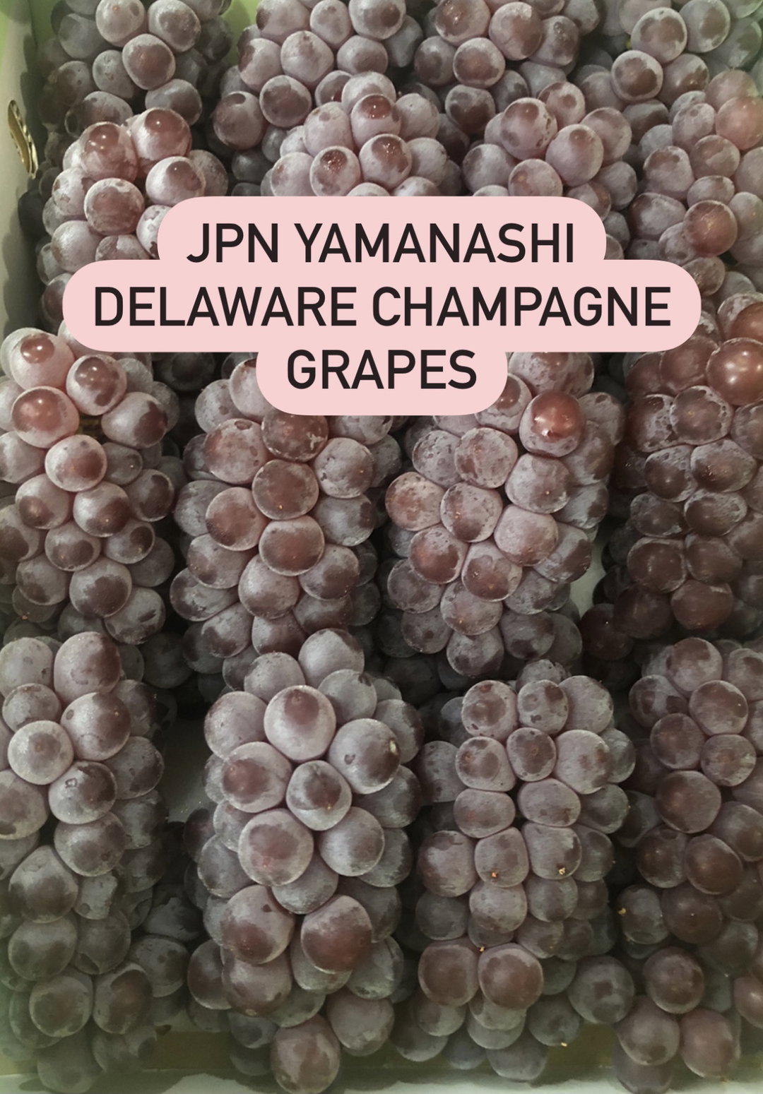 JPN DELAWARE CHAMPAGNE GRAPES