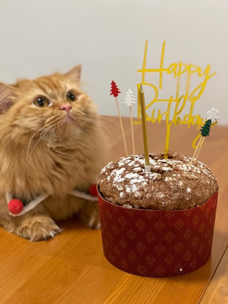Chubby Panettone _5