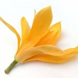 Loose flowers and items
