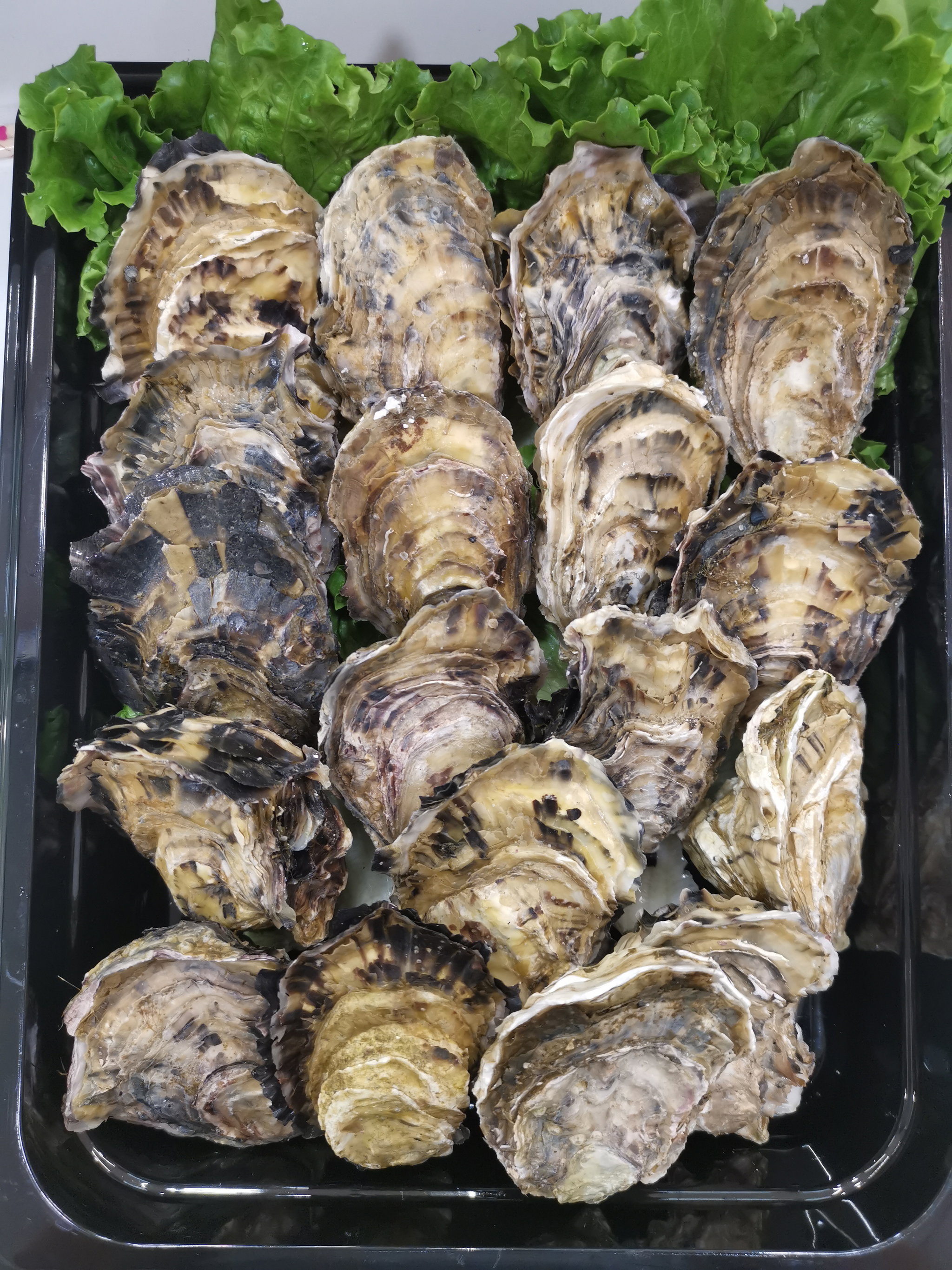 Live Oyster _0