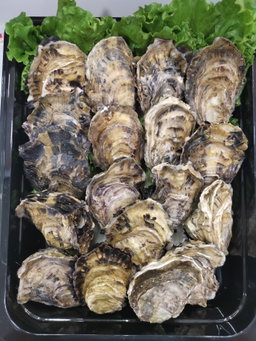 Live Oyster 