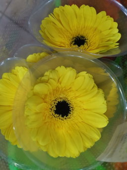 Gerbera daisy arrangements 