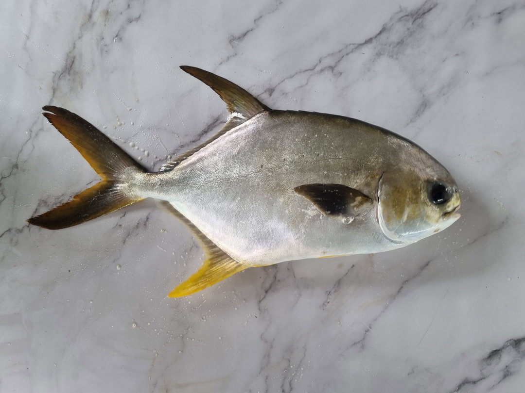 Golden Pomfret (900g +/-)
