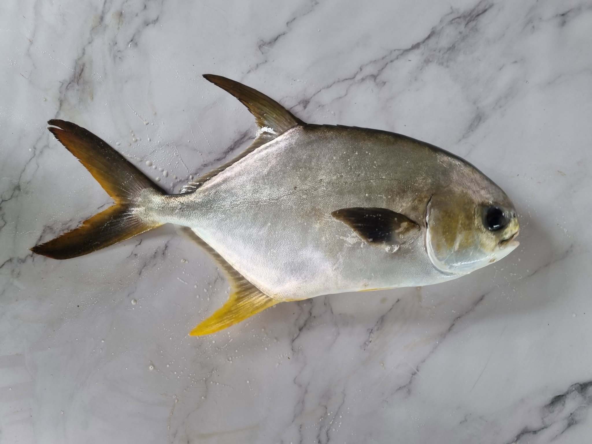 Golden Pomfret (900g +/-)_0