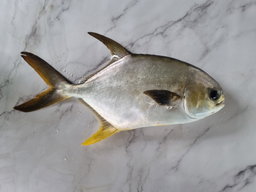 Golden Pomfret (900g +/-)