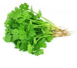 Coriander Leaves