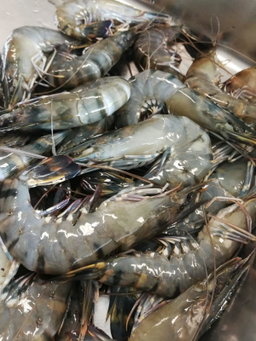 🦐 Prawns 🦐