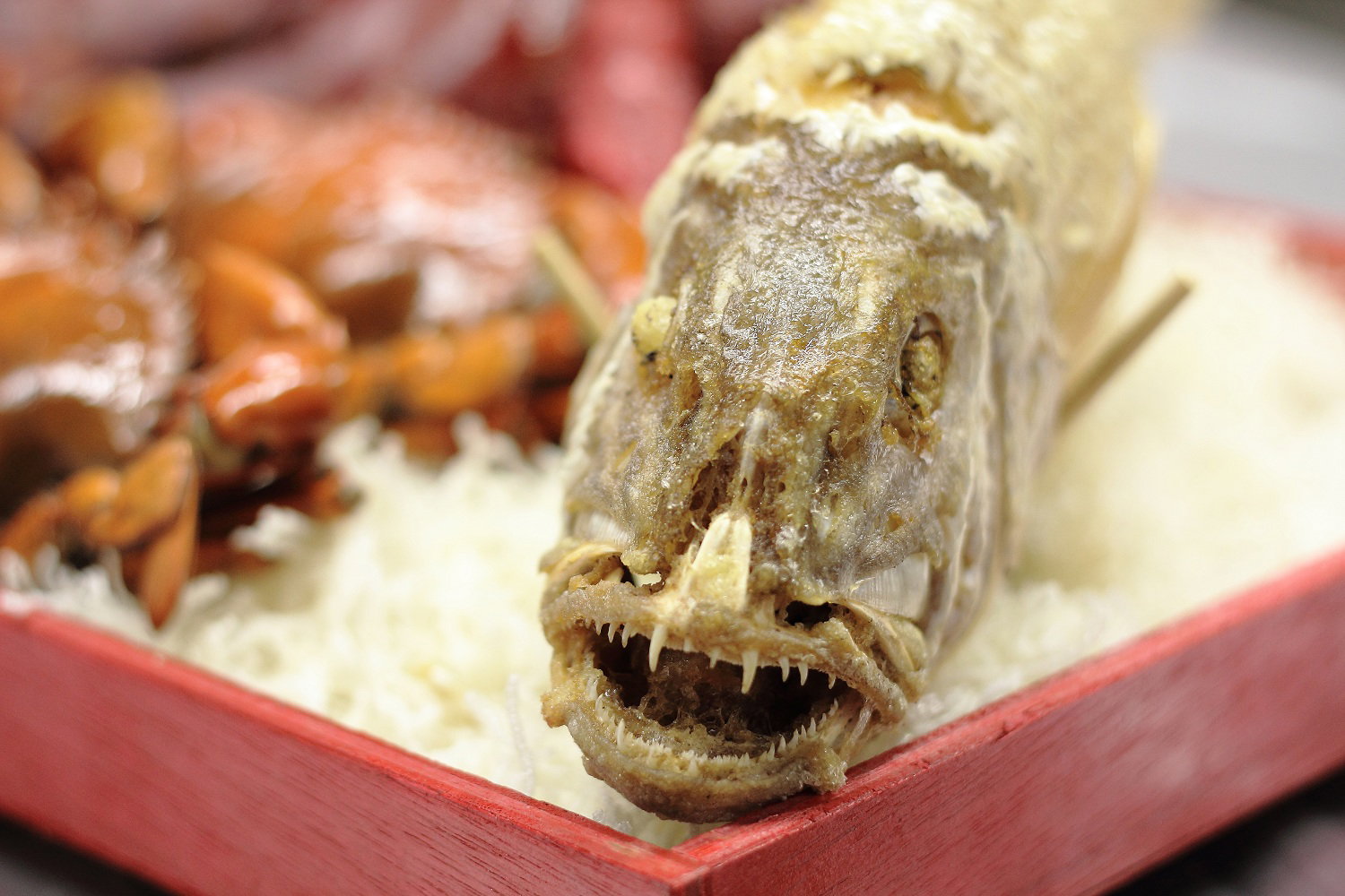 Fish | 鱼_0