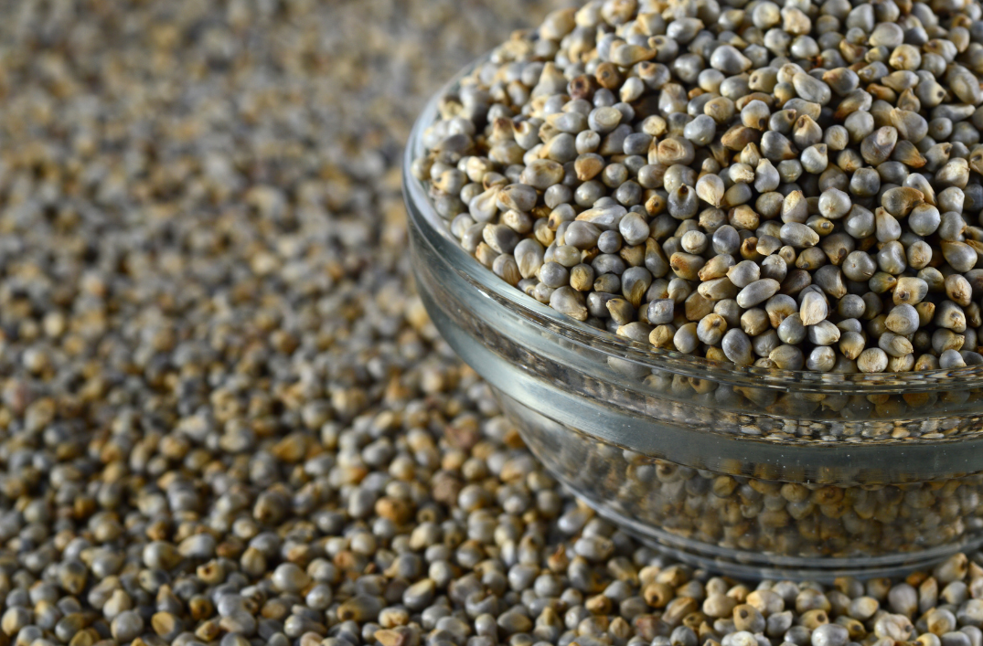 Kambu (Pearl Millet)