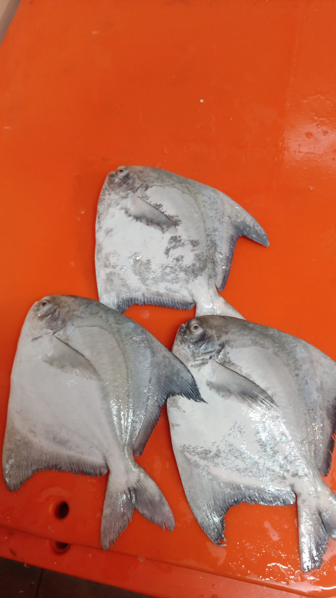 Whole Chinese Pomfret (500G-550g) 斗鲳_1