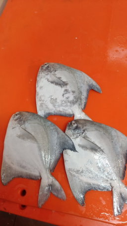 Whole Chinese Pomfret (500G-550g) 斗鲳