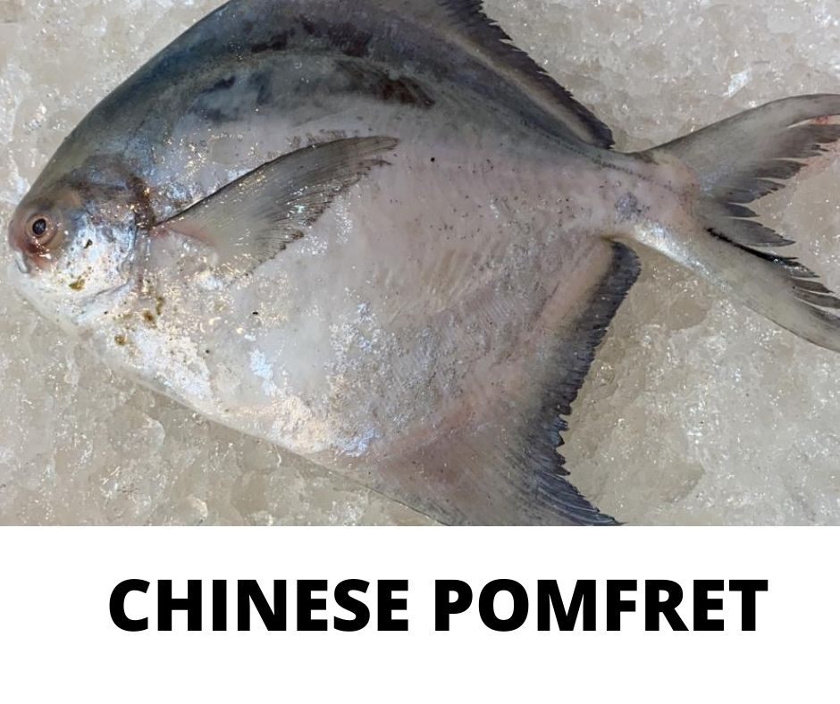 CHINESE POMFRET_0