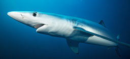 Blue Shark Fillet - (Prionace glauca)
