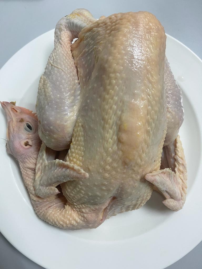 Fresh Carpia （红鸡）_0