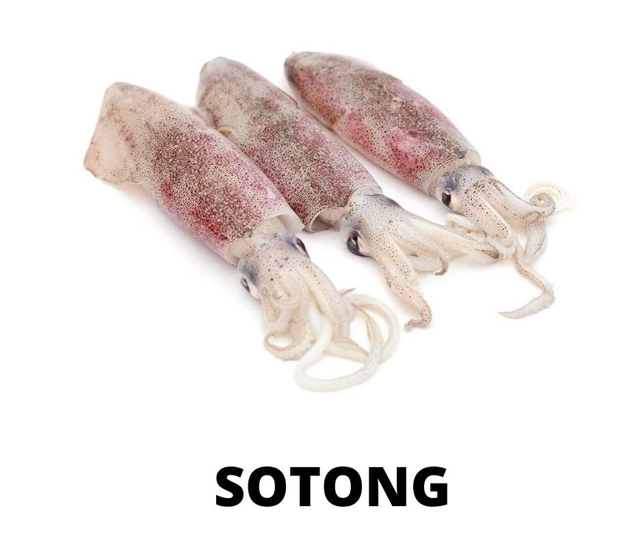 SOTONG 