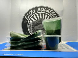 SPIRULINA (Serbuk)