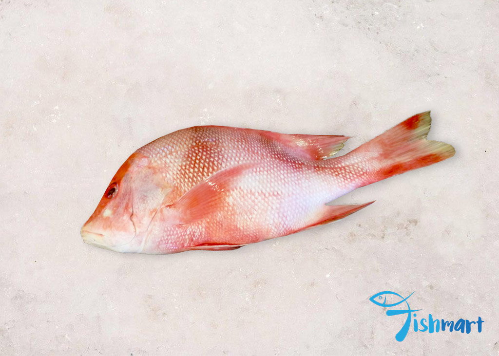 Red Snapper Lionhead