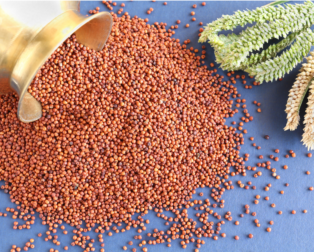 Ragi (Finger Millet)_0