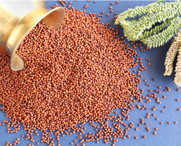 Ragi (Finger Millet)
