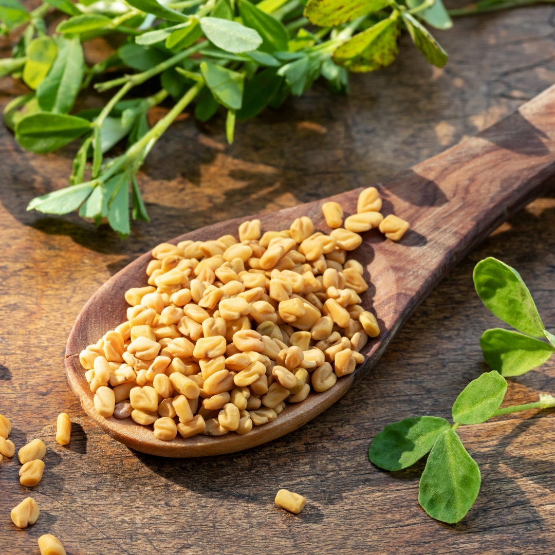 Fenugreek_0
