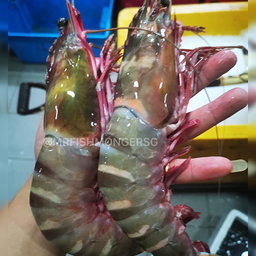 PRAWNS & SHELLFISH