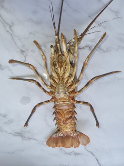 Lobster (350g +/-)