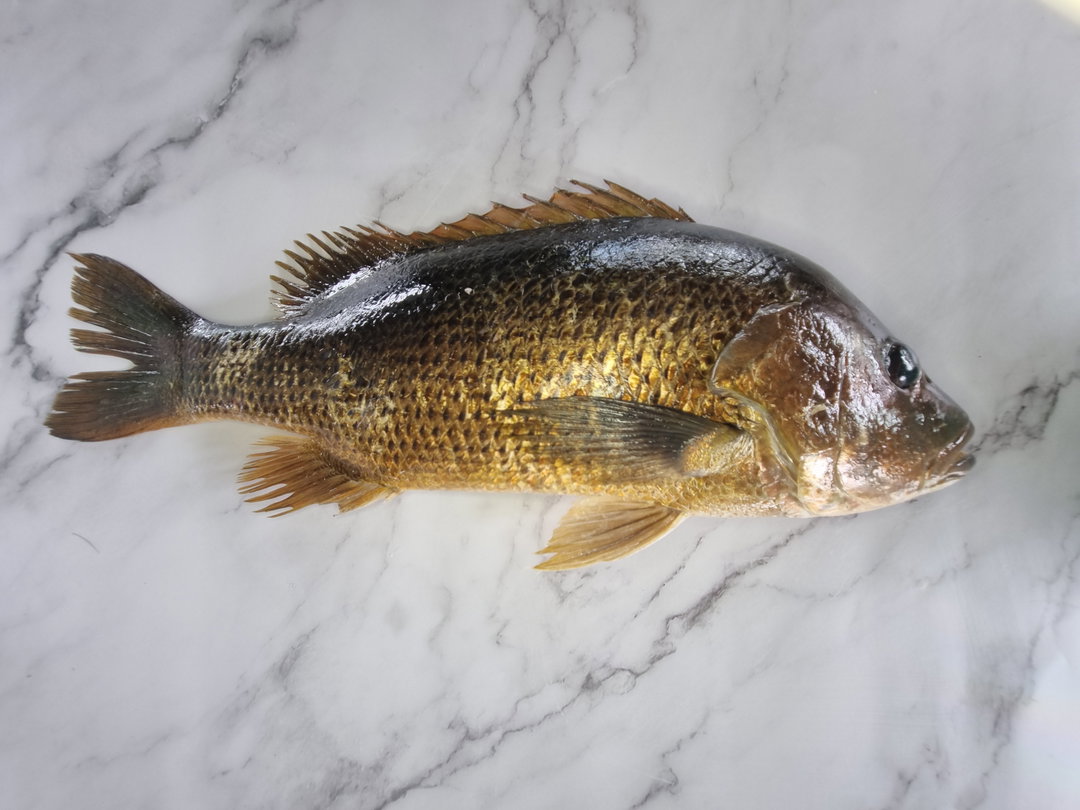 Golden Snapper (1.2kg +/-)
