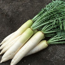 White Radish 白萝卜