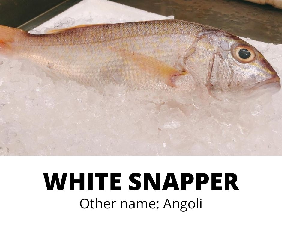 WHITE SNAPPER (ANGOLI) _0