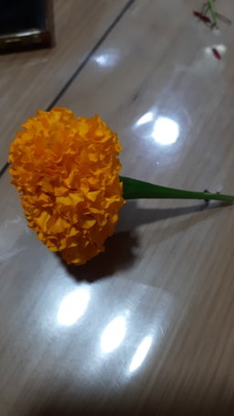 Loose Marigold