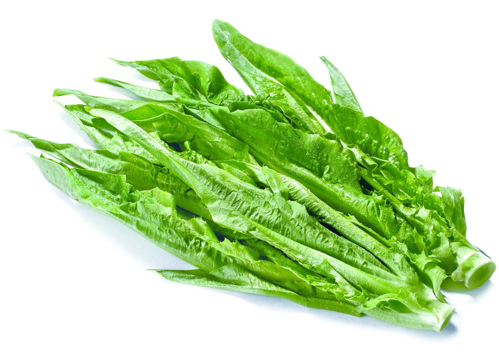 Indian Lettuce 苦荬菜