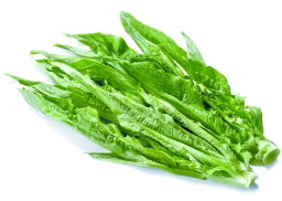 Indian Lettuce 苦荬菜