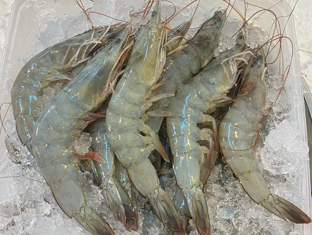 Grey Prawns 灰虾_1