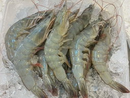 Grey Prawns 灰虾