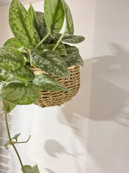 Pothos